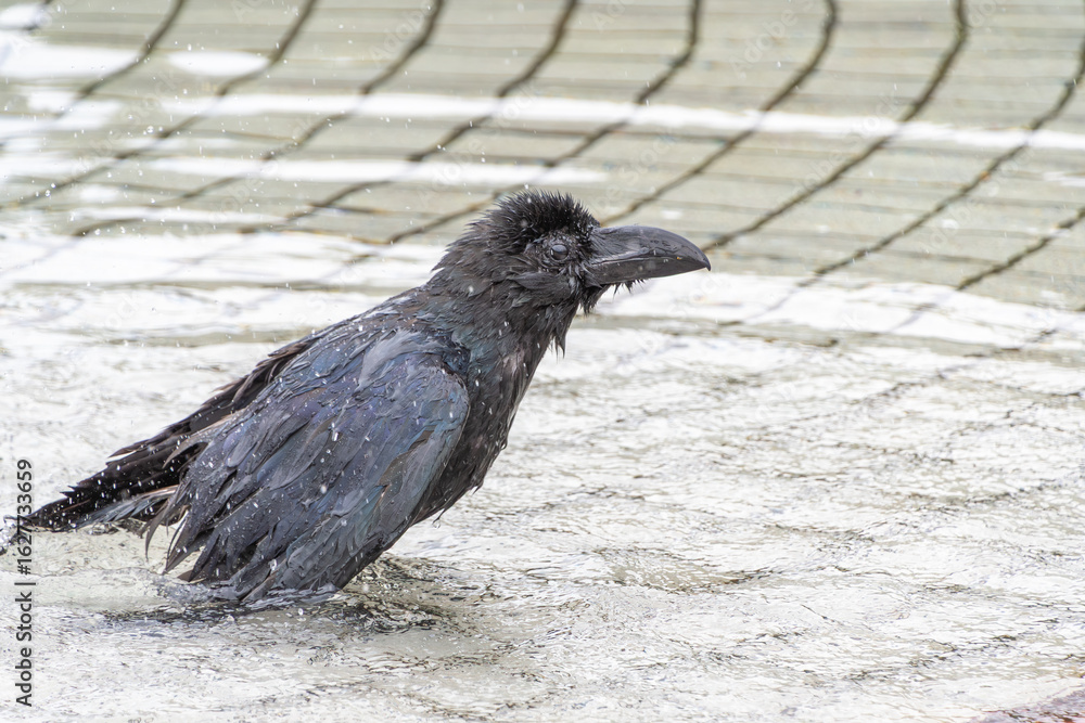 Obraz premium 水たまりで水浴びする濡れたハシブトガラス