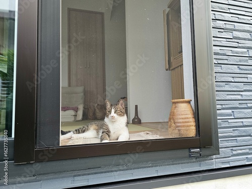An adorable tabby cat lies relaxed on a tatami mat, looking directly at the camera through a screen door. A beautiful portrait of pet life in a cozy and modern Japanese home.