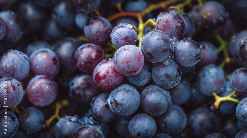 Fototapeta premium Close-up of ripe grapes on vine in sunlit vineyard. Artificial intelligence image