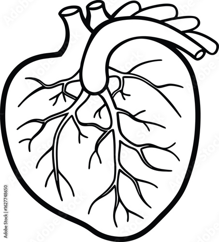 circulatory system diagram   includes the heart 