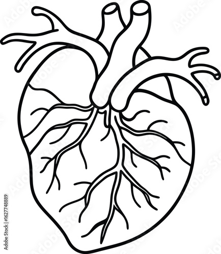 circulatory system diagram   includes the heart 