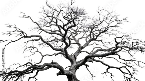 A stark, silhouetted bare tree with intricate branches against a transparent background, isolated on transparent background