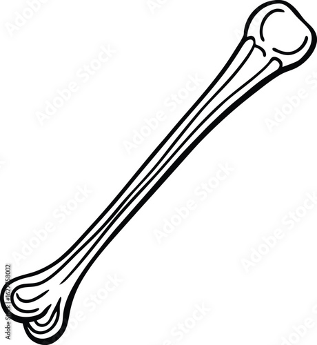 humerus