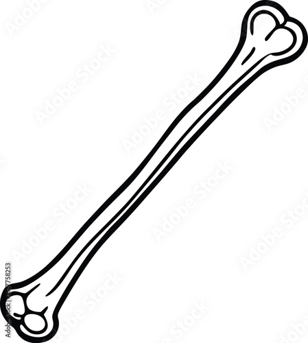 Photos humerus