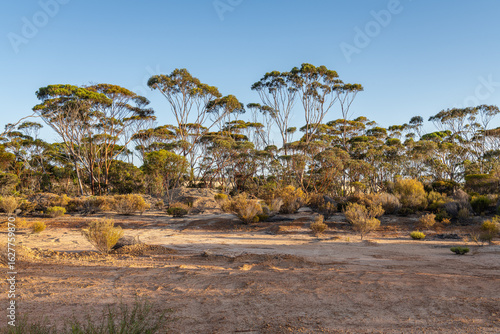 Early morning sun on the outback desert and lone tree in Western Australia, Australia