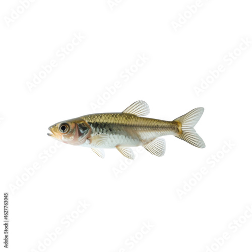 Isolated creek chub minnow fish swimming, close-up view on transparent background