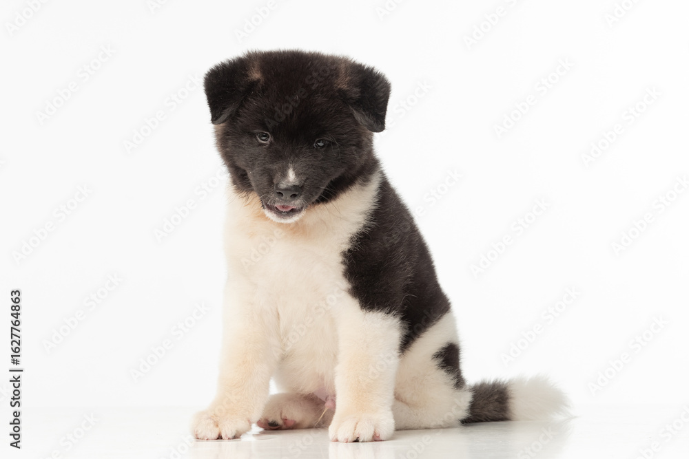 Obraz premium American Akita puppy on white background