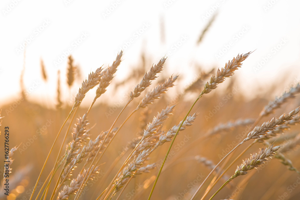 Fototapeta premium Golden wheat ears against the backdrop of the setting sun. Close-up of an agricultural plant. Concept of planting and harvesting a bountiful harvest. Rural landscape.