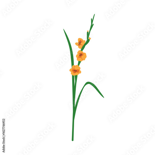 Flower stem, blossom. Gladiolus, floral blossom with leaf. Gentle beautiful p...