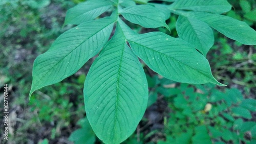 Close-up image of lush green pinnate leaves in a tropical forest. The texture and vein details are clearly visible, representing nature, botany, and plant structure.