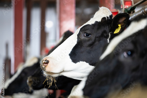 Close up view of Holstein cow standing in cattle shed on farm waiting for food.