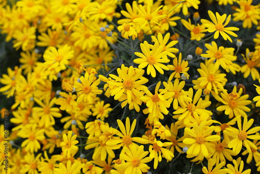 African Bush Daisy or Yellow Daisy African Bush Daisy or Yellow Daisy
