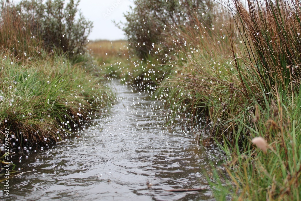 Obraz premium Shallow stream flowing through grassy marsh, water droplets splashing