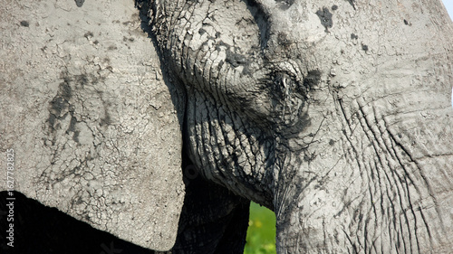 Photography Elephants in Botswana