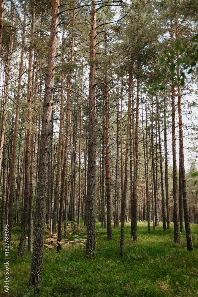 Obraz premium Dense pine woodland with straight trunks and green understory in Tara National Park, Serbia. Calm summer nature background.