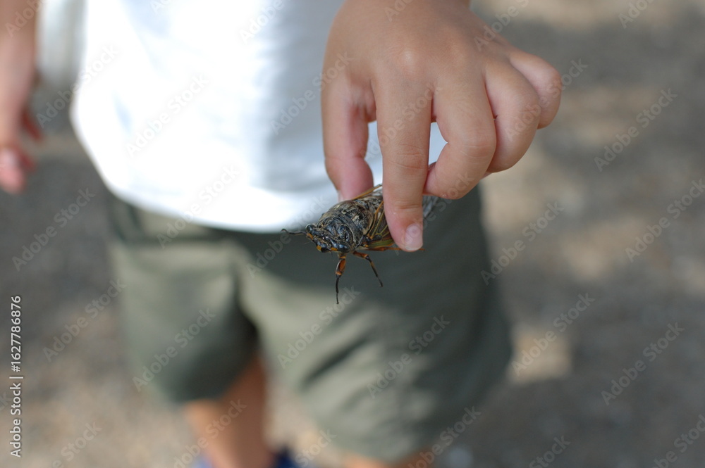 Fototapeta premium 子どもが蝉を捕まえて、手でつかんでこちらに見せている