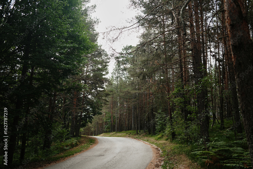 Naklejka premium Curving asphalt road through pine forest in Tara National Park, Serbia. Quiet summer travel scene under soft light and green trees.