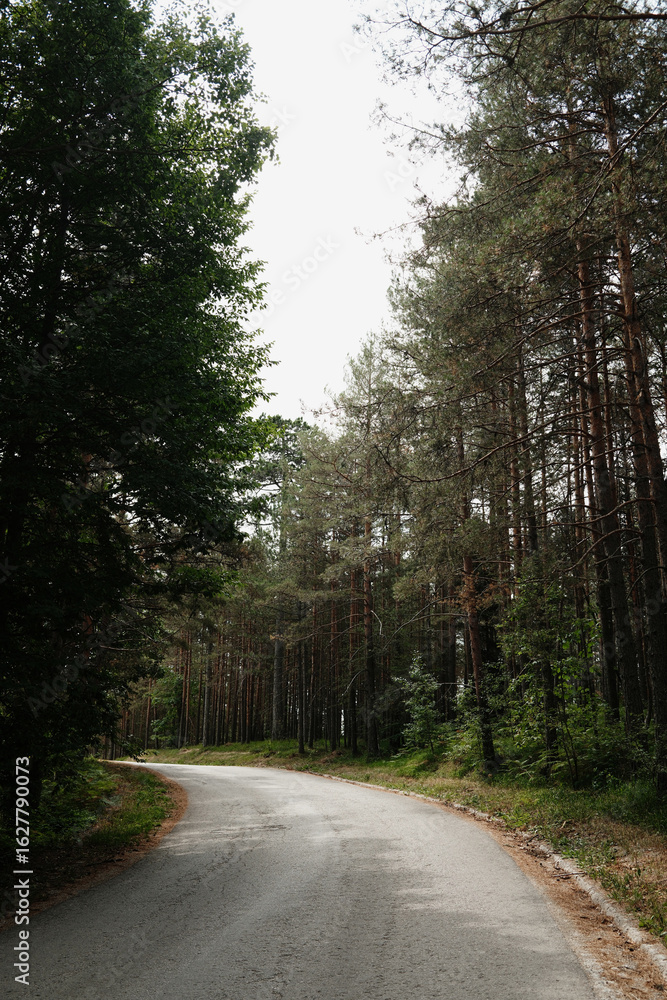 Fototapeta premium Curving asphalt road through pine forest in Tara National Park, Serbia. Quiet summer travel scene under soft light and green trees.
