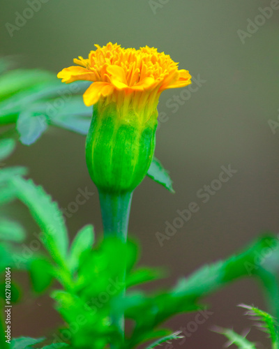 Close-Up of Dewy Leaf with Natural Patterns and Textures Macro Botanical Photography of Fresh Green Plant Life
