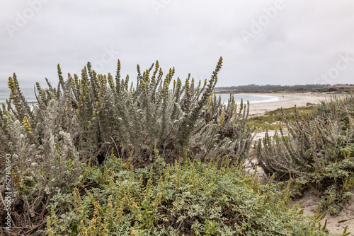 Moss Beach / Spanish Bay Beach, 17-Mile Drive is a scenic road through Pebble Beach and Pacific Grove on the Monterey Peninsula in California. Artemisia pycnocephala, beach wormwood, sandhill sage,	
