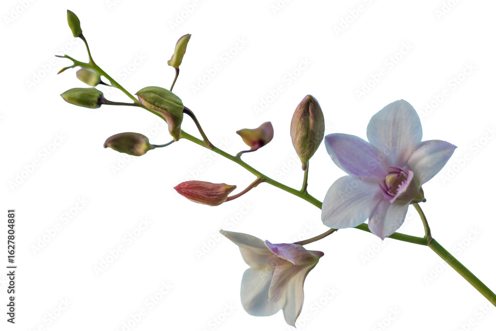Fototapeta premium A beautiful spring blossom featuring a pink orchid and a branch of purple lilac flowers isolated on white