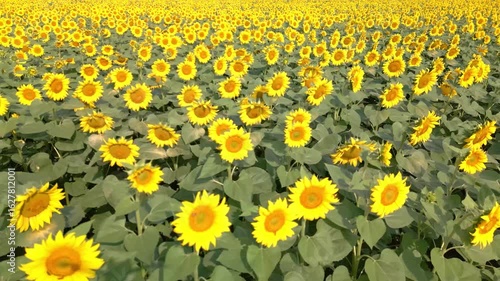 Golden Sunflower Bloom in Summer