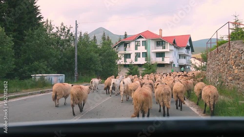 Sheep Flock Blocking Mountain Road