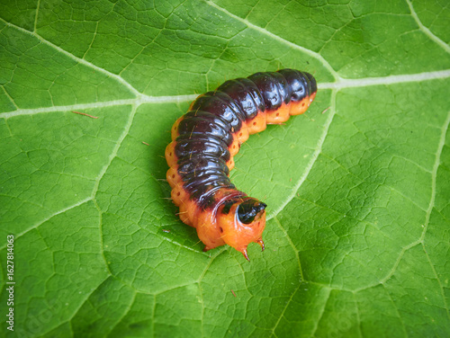 Goat moth on green burdock leaf close up in the garden