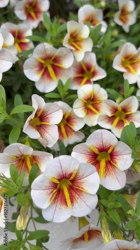 Slider shot of white calibrachoas with yellow and red centers