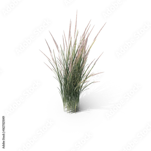 Tall Wild Grass Plant Isolated on Transparent Background