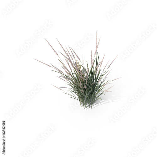 Tall Wild Grass Plant Isolated on Transparent Background