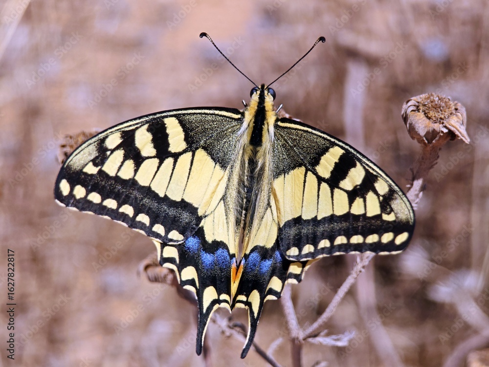Obraz premium Schwalbenschwanz Schmetterling