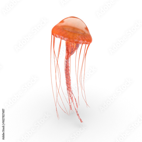 Translucent Jellyfish with Tentacles Isolated on Transparent Background