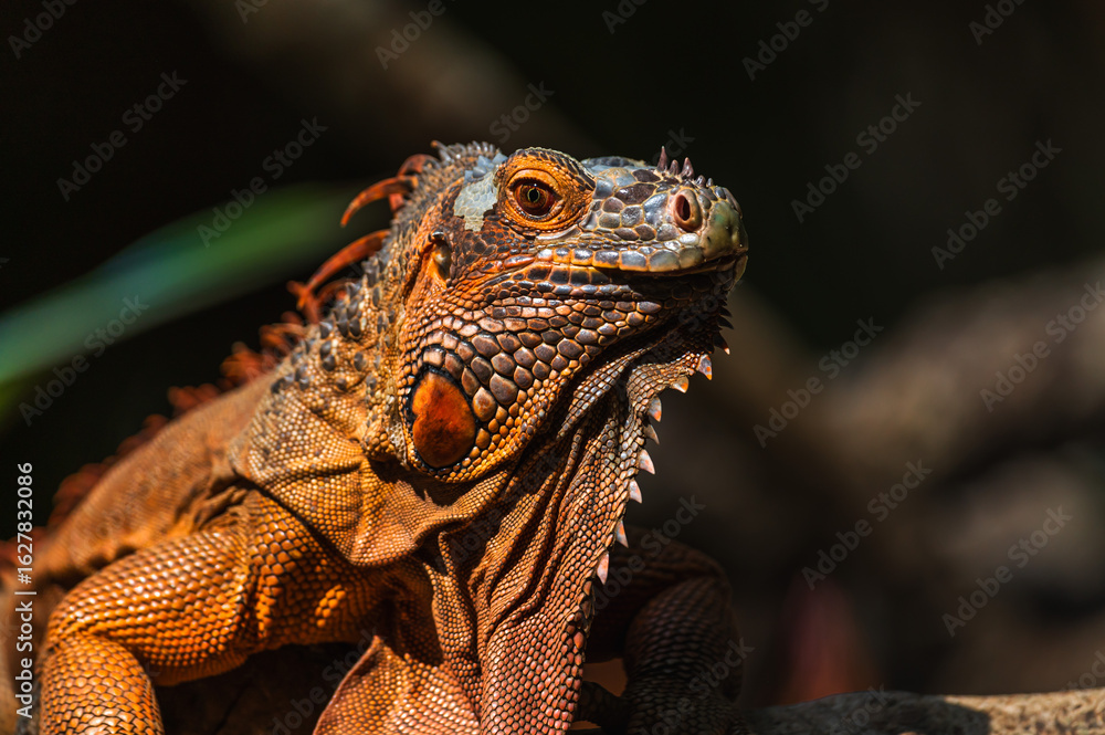 Obraz premium Close up portrait red iguana with blur background