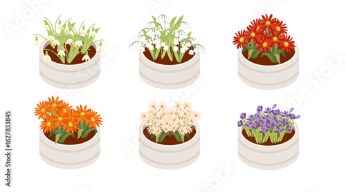 Collection of isometric potted flowers in round containers. White ceramic planters with different flower varieties. Red, orange, purple, white blooms. Vector illustration isolated on white background