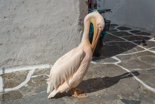 Fototapeta Naklejka Na Ścianę i Meble -  Famous Pelikan Petros in the cobbled streets of Mykonos, Cyclades, Greece