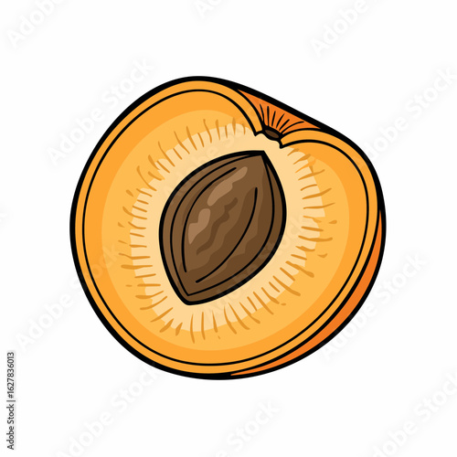 Half apricot illustration with pit, showcasing its vibrant color and deliciousness