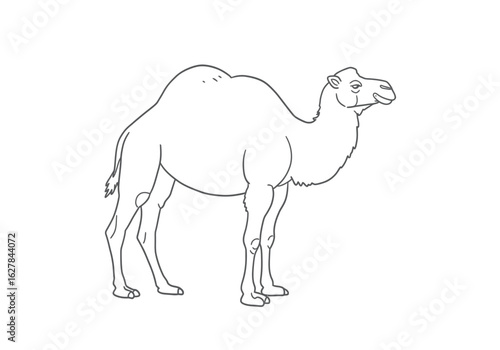 Bactrian camel drawing. A black and white outline drawing of a two-humped camel, a hardy desert animal known for its endurance and ability to carry goods across vast. Vector sketch line art draw.