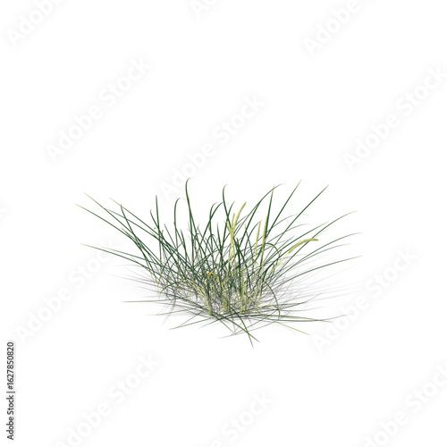 Patch of Wild Grass with Thin Blades Isolated on Transparent Background