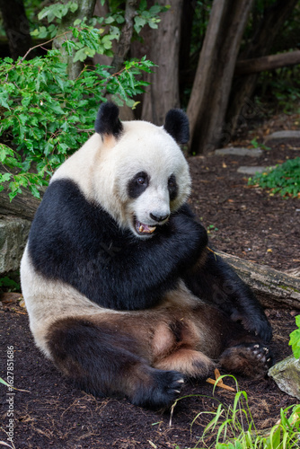 Photography Cute pandas eating bamboo in Schönbrunn zoo, in Vienna, Austria.