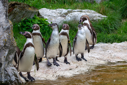 Penguins jumping in the water at Schönbrunn zoo in Vienna, Austria.