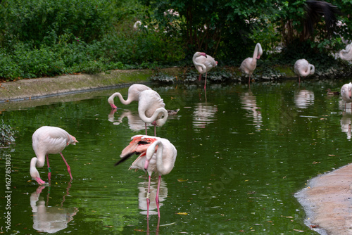 Flamingo birds in the lake at the Schönbrunn,zoo in Vienna, Austria