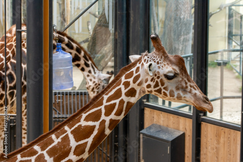 Baby giraffe at the Zoo in Vienna, Austria
