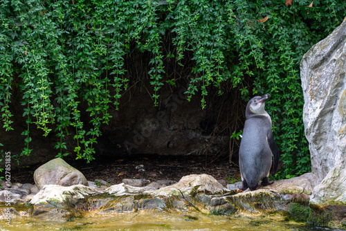 Penguins jumping in the water at Schönbrunn zoo in Vienna, Austria.