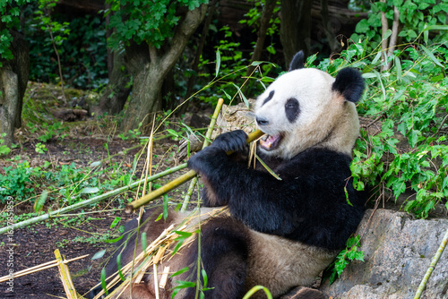 Cute pandas eating bamboo in Schönbrunn zoo, in Vienna, Austria.