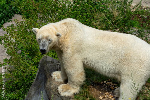 A polar bear in the zoo at Vienna, Austria 