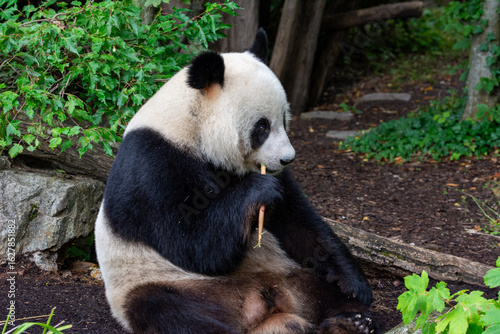 Cute pandas eating bamboo in Schönbrunn zoo, in Vienna, Austria.
