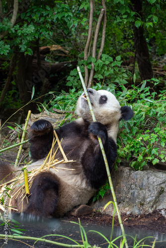Cute pandas eating bamboo in Schönbrunn zoo, in Vienna, Austria.