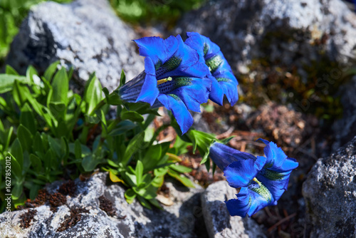 Beautiful blue Stemless gentian alpine flower (Gentiana occidentalis)