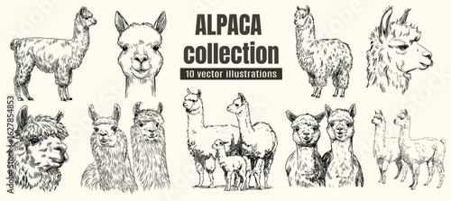 Hand-Drawn Illustration of an Alpaca – Vintage Black and White Farm Animal Sketch Collection